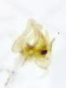 Coccidiphila gerasimovi